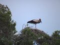AUT_0764