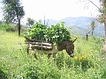 IMG_0074