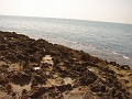 DSC00743